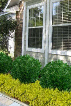 Richard Boxwood (Buxus Harlandii) - 3 Gallon Pot -Flowers World Shop buxus harlandii richard dwarf boxwood 5