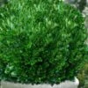 Richard Boxwood (Buxus Harlandii) - 3 Gallon Pot -Flowers World Shop buxus harlandii richard dwarf boxwood 6