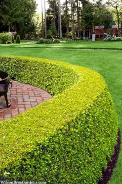 Golden Triumph Variegated Dwarf Boxwood - 3 Gallon Pot 11 Golden Triumph Variegated Dwarf Boxwood - 3 Gallon Pot -Flowers World Shop buxus microphylla golden triumph boxwood hedge 2 2