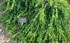 Unraveled Weeping Boxwood - 3 Gallon Pot 15 Unraveled Weeping Boxwood - 3 Gallon Pot -Flowers World Shop buxus microphylla japonica unraveled boxwood 4
