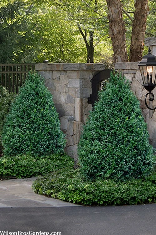 John Baldwin Pyramidal Boxwood - 3 Gallon Pot 3 John Baldwin Pyramidal Boxwood - 3 Gallon Pot