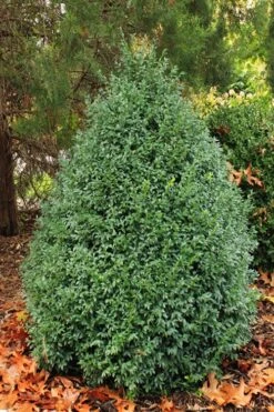John Baldwin Pyramidal Boxwood - 3 Gallon Pot 13 John Baldwin Pyramidal Boxwood - 3 Gallon Pot -Flowers World Shop buxus microphylla john baldwin boxwood 6 1