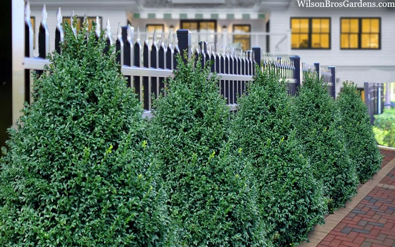 John Baldwin Pyramidal Boxwood - 3 Gallon Pot 6 John Baldwin Pyramidal Boxwood - 3 Gallon Pot - Image 4