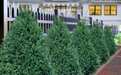John Baldwin Boxwood - 1 Gallon Pot -Flowers World Shop buxus microphylla john baldwin boxwood 8
