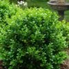 Little Missy Dwarf Boxwood - 6 Pack Of 1 Gallon Pots -Flowers World Shop buxus microphylla little missy dwarf boxwood 1 4