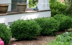 Little Missy Dwarf Boxwood - 5 Pack Of Quart Pots -Flowers World Shop buxus microphylla little missy dwarf boxwood 5 2