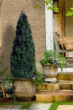 Arctic Emerald Columnar Boxwood - 6 Pack Of 1 Gallon Pots