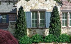 Arctic Emerald Columnar Boxwood - 6 Pack Of 1 Gallon Pots -Flowers World Shop buxus sempervirens arctic emerald boxwood 103