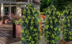 Arctic Emerald Columnar Boxwood - 1 Gallon Pot -Flowers World Shop buxus sempervirens arctic emerald boxwood 105 1