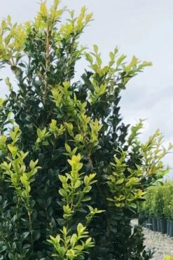 Arctic Emerald Columnar Boxwood - 1 Gallon Pot -Flowers World Shop buxus sempervirens arctic emerald boxwood 12 1