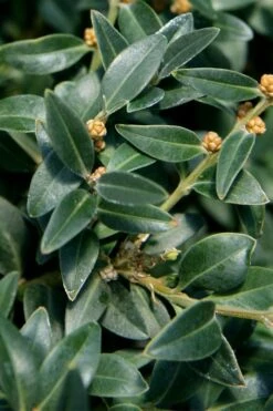 Arctic Emerald Columnar Boxwood - 1 Gallon Pot -Flowers World Shop buxus sempervirens arctic emerald boxwood 16 1