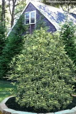 Golden Weeping Boxwood (Buxus Sempervirens 'Aurea Pendula') - 1 Gallon Pot 10 Golden Weeping Boxwood (Buxus Sempervirens 'Aurea Pendula') - 1 Gallon Pot -Flowers World Shop buxus sempervirens aurea pendula variegated weeping boxwood 3