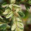 Golden Weeping Boxwood (Buxus Sempervirens 'Aurea Pendula') - 1 Gallon Pot -Flowers World Shop buxus sempervirens aurea pendula variegated weeping boxwood 5