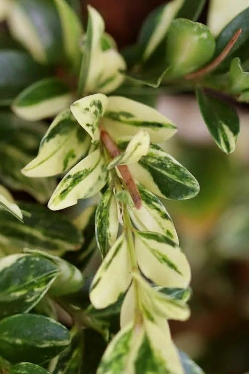 Golden Weeping Boxwood (Buxus Sempervirens 'Aurea Pendula') - 1 Gallon Pot 3 Golden Weeping Boxwood (Buxus Sempervirens 'Aurea Pendula') - 1 Gallon Pot
