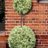 Variegated Boxwood 2-Ball Poodle Tier Topiary - 5 Gallon Pot -Flowers World Shop buxus sempervirens aureovariegata boxwood 2 ball poodle tier 7