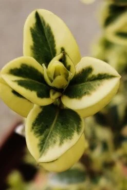 Variegated Boxwood (Buxus Sempervirens 'Aureovariegata') - 2 Gallon Pot 14 Variegated Boxwood (Buxus Sempervirens 'Aureovariegata') - 2 Gallon Pot -Flowers World Shop buxus sempervirens aureovariegata variegated boxwood 1 1