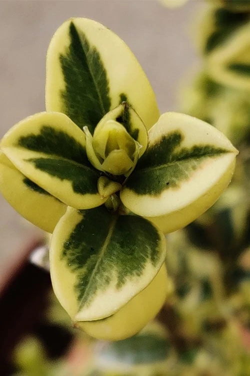 Variegated Boxwood (Buxus Sempervirens 'Aureovariegata') - 2 Gallon Pot 8 Variegated Boxwood (Buxus Sempervirens 'Aureovariegata') - 2 Gallon Pot - Image 6