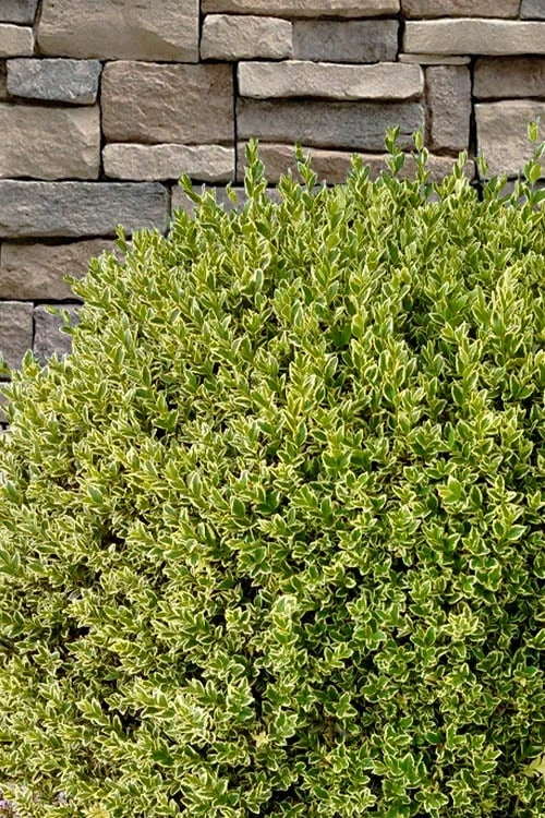 Variegated Boxwood (Buxus Sempervirens 'Aureovariegata') - 2 Gallon Pot 9 Variegated Boxwood (Buxus Sempervirens 'Aureovariegata') - 2 Gallon Pot - Image 7