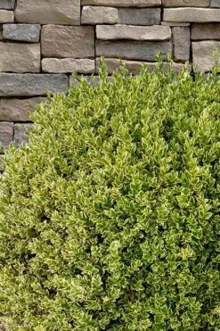 Variegated Boxwood (Buxus Sempervirens 'Aureovariegata') - 5 Gallon Pot -Flowers World Shop buxus sempervirens aureovariegata variegated boxwood 10