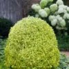 Variegated Boxwood (Buxus Sempervirens 'Aureovariegata') - 2 Gallon Pot -Flowers World Shop buxus sempervirens aureovariegata variegated boxwood 5 1