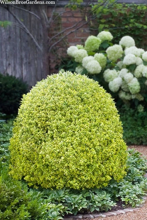 Variegated Boxwood (Buxus Sempervirens 'Aureovariegata') - 2 Gallon Pot 3 Variegated Boxwood (Buxus Sempervirens 'Aureovariegata') - 2 Gallon Pot