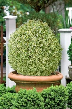 Elegans Variegated Boxwood - Buxus Sempervirens 'Elegantissima' - 6 Pack Of 1 Gallon Pots 11 Elegans Variegated Boxwood - Buxus Sempervirens 'Elegantissima' - 6 Pack Of 1 Gallon Pots -Flowers World Shop buxus sempervirens elegantissima variegated boxwood 101 3