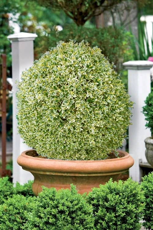Elegans Variegated Boxwood - Buxus Sempervirens 'Elegantissima' - 6 Pack Of 1 Gallon Pots 6 Elegans Variegated Boxwood - Buxus Sempervirens 'Elegantissima' - 6 Pack Of 1 Gallon Pots - Image 4