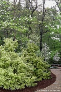 Elegans Variegated Boxwood - Buxus Sempervirens 'Elegantissima' - 3 Gallon Pot -Flowers World Shop buxus sempervirens elegantissima variegated boxwood 102 1