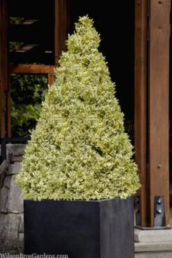 Elegans Variegated Boxwood - Buxus Sempervirens 'Elegantissima' - 6 Pack Of 1 Gallon Pots 12 Elegans Variegated Boxwood - Buxus Sempervirens 'Elegantissima' - 6 Pack Of 1 Gallon Pots -Flowers World Shop buxus sempervirens elegantissima variegated boxwood 105 3