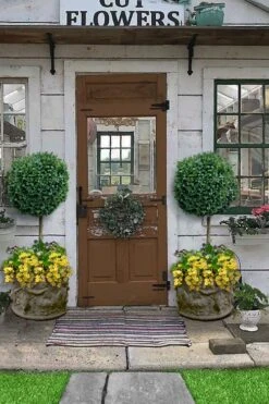 Boxwood Single Ball Standard Topiary (Buxus Sempervirens) - 5 Gallon Pot 9 Boxwood Single Ball Standard Topiary (Buxus Sempervirens) - 5 Gallon Pot -Flowers World Shop buxus sempervirens standard single ball topiary boxwood 2