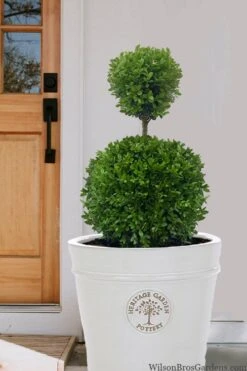 Dwarf English Boxwood Two-Ball Poodle Tier Topiary - 3 Gallon Pot -Flowers World Shop buxus sempervirens suffriticosa standard two ball topiary boxwood 5