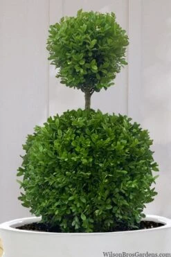 Dwarf English Boxwood Two-Ball Poodle Tier Topiary - 3 Gallon Pot -Flowers World Shop buxus sempervirens suffruticosa standard two ball topiary boxwood 10