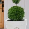 Dwarf English Boxwood Two-Ball Poodle Tier Topiary - 3 Gallon Pot 2 Dwarf English Boxwood Two-Ball Poodle Tier Topiary - 3 Gallon Pot -Flowers World Shop buxus sempervirens suffruticosa standard two ball topiary boxwood 4