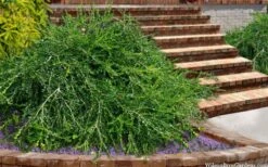 Unraveled Weeping Boxwood - 3 Gallon Pot 13 Unraveled Weeping Boxwood - 3 Gallon Pot -Flowers World Shop buxus sempervirens unraveled weeping boxwood 15