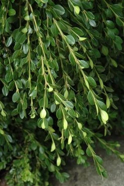 Unraveled Weeping Boxwood - 3 Gallon Pot 12 Unraveled Weeping Boxwood - 3 Gallon Pot -Flowers World Shop buxus sempervirens unraveled weeping boxwood 5