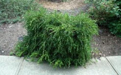 Unraveled Weeping Boxwood - 3 Gallon Pot 14 Unraveled Weeping Boxwood - 3 Gallon Pot -Flowers World Shop buxus sempervirens unraveled weeping boxwood 7