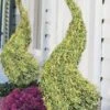 Variegated Boxwood Spiral Topiary - 7 Gallon Pot -Flowers World Shop buxus sempervirens variegata boxwood spiral topiary 2