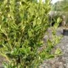Sunburst Variegated Korean Boxwood - 1 Gallon Pot -Flowers World Shop buxus sinica sunburst variegated korean boxwood 2