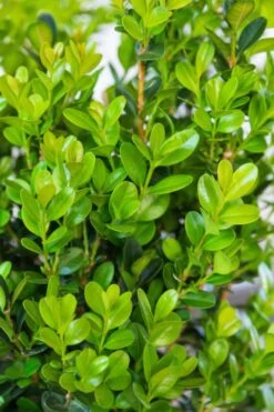Winterstar Boxwood - 1 Gallon Pot -Flowers World Shop buxus winterstar boxwood 1 1
