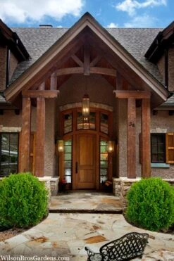 Winterstar Boxwood - 2 Gallon Pot -Flowers World Shop buxus winterstar boxwood 3