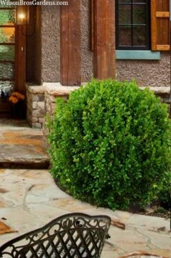 Winterstar Boxwood - 1 Gallon Pot -Flowers World Shop buxus winterstar boxwood 4 1