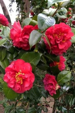 Turandot Camellia Japonica - 7 Gallon Pot -Flowers World Shop caellia turandot 20 1