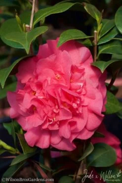 Ack-Scent Fragrant Pink Camellia Japonica - 1 Gallon Pot 10 Ack-Scent Fragrant Pink Camellia Japonica - 1 Gallon Pot -Flowers World Shop camellia ack scent jw 2