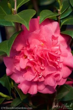 Ack-Scent Fragrant Pink Camellia Japonica - 3 Gallon Pot -Flowers World Shop camellia ack scent jw 3 1
