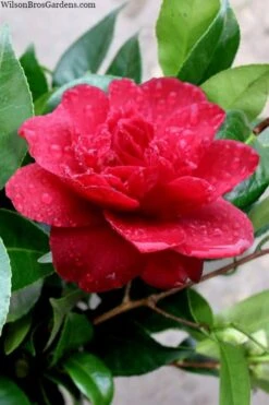 Altheaflora Camellia - 3 Gallon Pot -Flowers World Shop camellia altheaflora 1