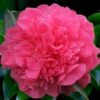 Anticipation Camellia - 3 Gallon Pot
