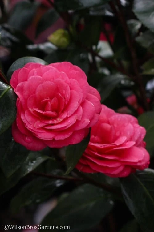 April Dawn Cold Hardy Camellia Japonica - 1 Gallon Pot 7 April Dawn Cold Hardy Camellia Japonica - 1 Gallon Pot - Image 5