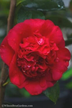 April Tryst Camellia Japonica - 3 Gallon Pot -Flowers World Shop camellia april tryst 21