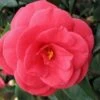 Arctic Rose Cold Hardy Red Camellia - 3 Gallon Pot -Flowers World Shop camellia arctic rose 1