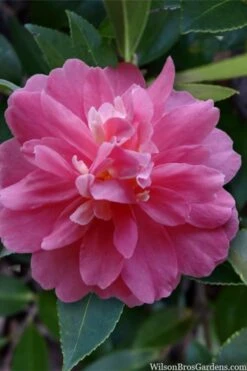 Autumn Spirit Camellia - Hybrid - 3 Gallon Pot -Flowers World Shop camellia autumn spirit 22